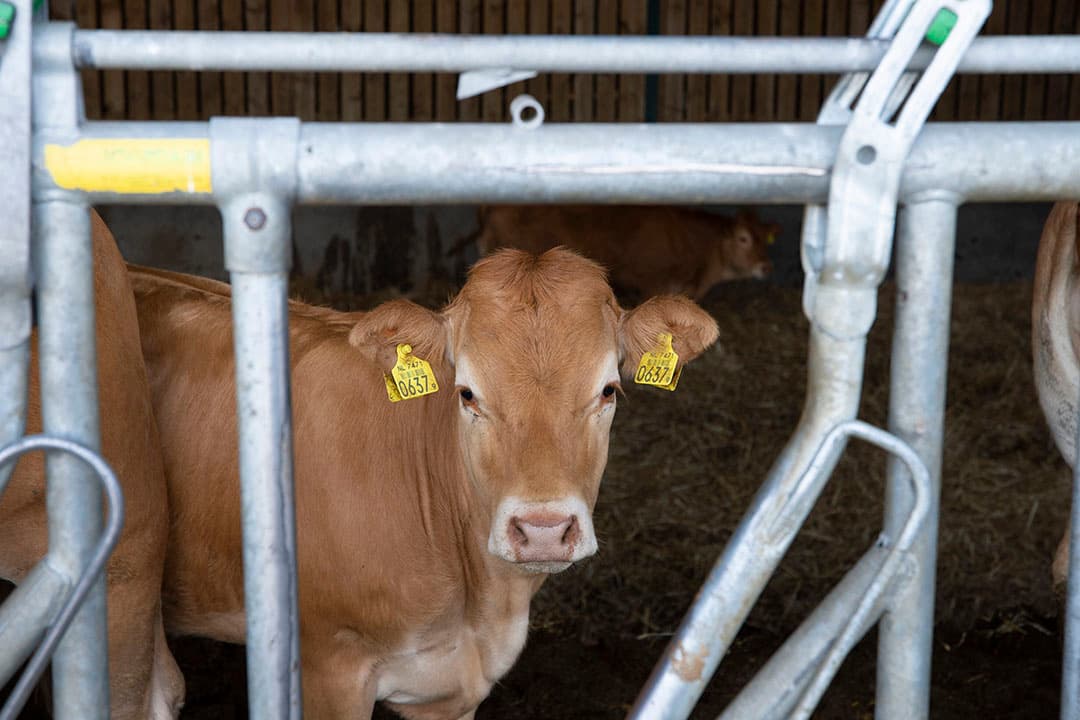Natuurvlees Nederland werkt volgens het 4x NL-principe. Alle dieren zijn in Nederland geboren, opgegroeid, geslacht en verwerkt. De afnemer werkt daarbij met twee vleesveerassen: Limousin en Blonde d’Aquitaine.