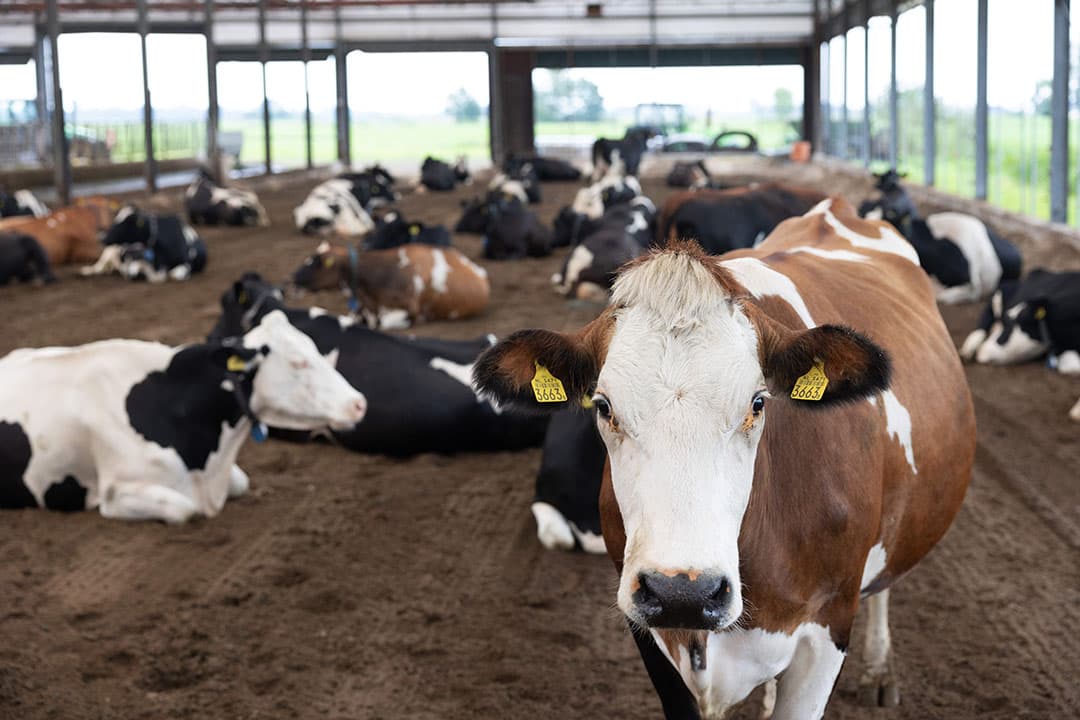De Vries pioniert met de vrijlevenstal en BeddingCleaner en leerde dus ook. Dat gold ook voor het aantal vierkante meters per koe. Om het zand droog genoeg te houden is 17 m2 per koe het optimum. In deze stal hebben de koeien 12 m2 per dier; een uitdaging dus.