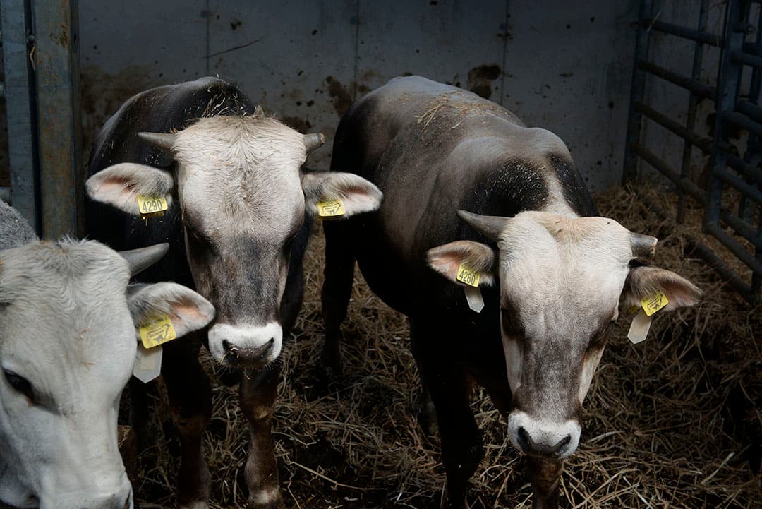 Hartendorf stopte 2 jaar geleden met onthoornen, maar de praktijk bleek weerbarstig en dat is te zien. De hoorns breken nogal eens af bij het voerhek of door rangordegevechten. De relatief brede en lange hoorns van de Marchigiana’s helpen niet.