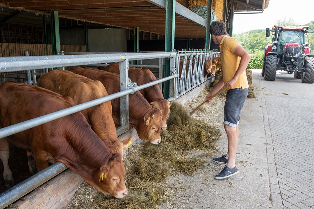 Rutten voert de Limousins die tijdens de reportage wel in de potstal stonden. De dieren krijgen vooral ruw- en krachtvoer van eigen land. Daardoor kan Rutten zijn kostprijs laag houden.