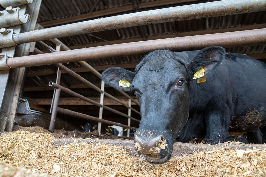 Voordat Van Raak zich bij de keten aansloot, ging hij eerst bij een Angus-mester in Noord-Nederland kijken. Vooral het karakter en de sterke gezondheid van de dieren spraken hem aan.