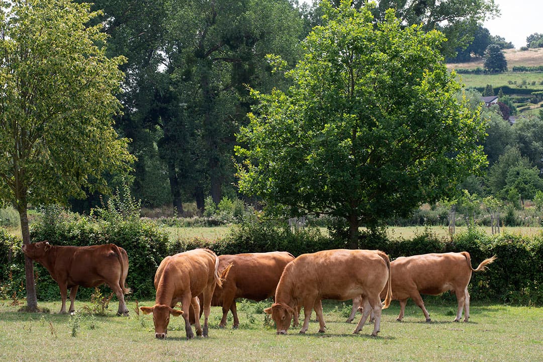 De Limousins lopen in vier natuurgebieden. Rutten pacht vooral extensief grasland met beheerspakketten. Daarvoor gelden enkele voorwaarden: maximaal 3 grootvee-eenheden per hectare en geen gebruik van kunstmest en gewasbeschermingsmiddelen. Een deel van het grasland – 12 hectare – is kruidenrijk grasland.