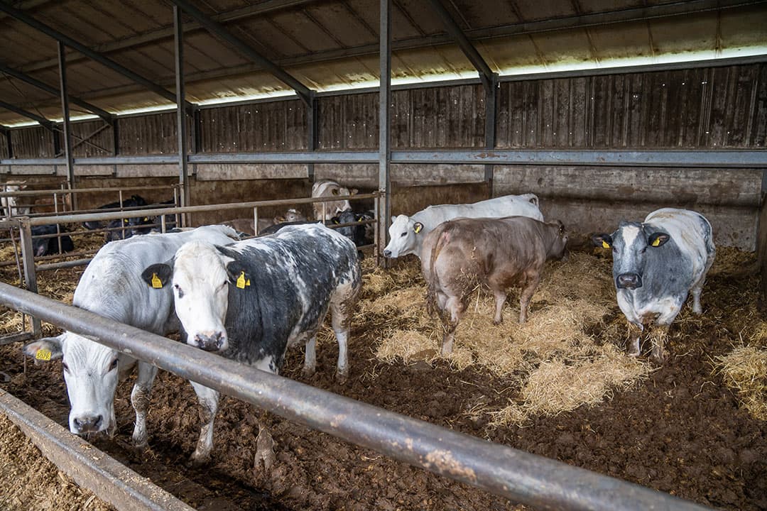 Van Raak mest nog altijd gemiddeld twee Belgisch Witblauwen per week af. De dieren zijn tussen de drie en zes jaar oud als ze op het bedrijf komen en worden na drie maanden afgemest.