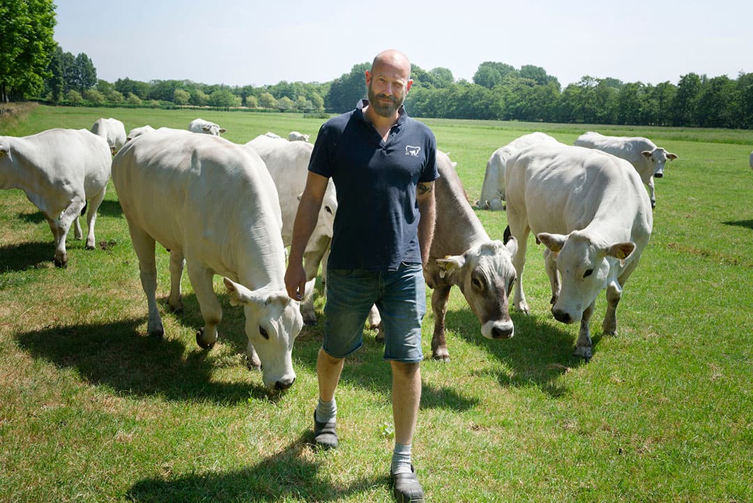 De Marchigiana-kudde liep tijdens de Boerderij-reportage in een weiland bij Bloemendaal.