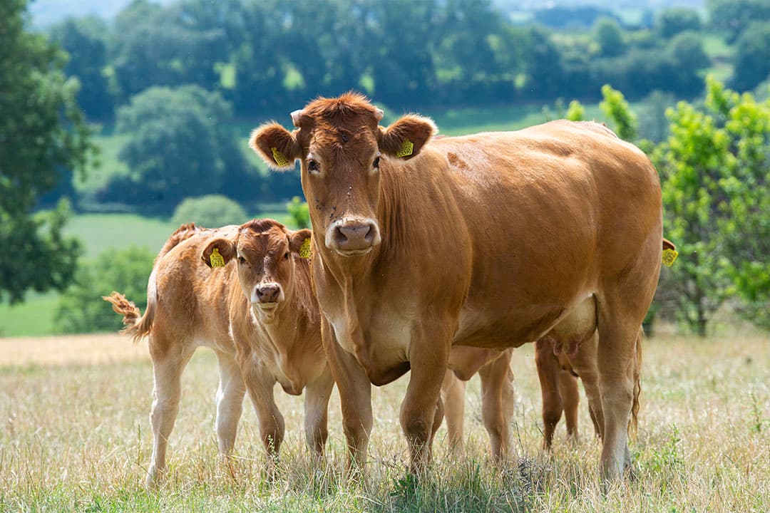 Mooie plaatjes van de Limousin-kudde.