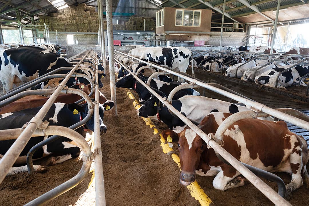 De koeien liggen in diepstrooiselboxen.