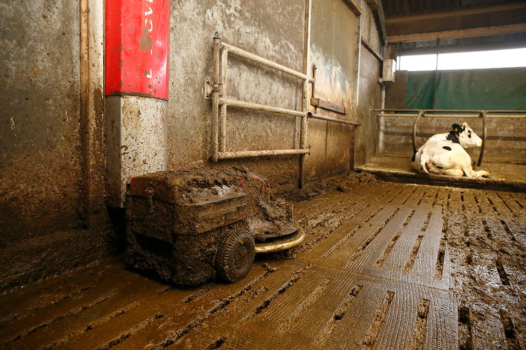 De koeien lopen op gewone roosters en een Lely-mestrobot houdt de vloer schoon.
