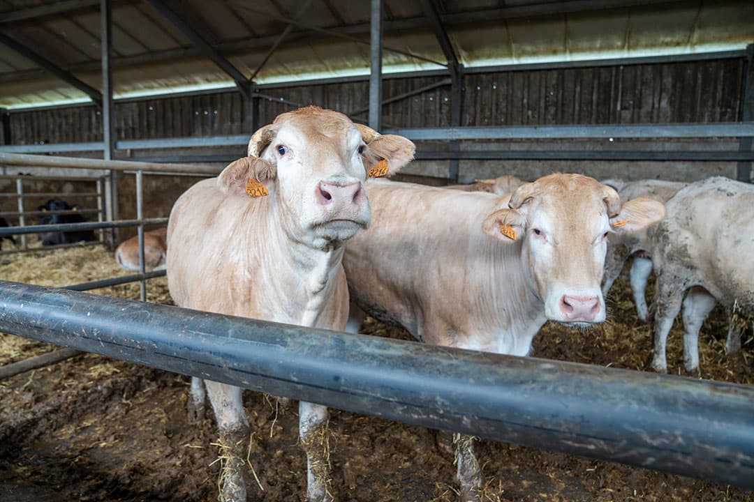 De Blondes d’Aquitaine komen rechtstreeks uit Frankrijk en komen met een leeftijd van 8 tot 10 maanden op het bedrijf. Met 19 à 20 maanden worden ze afgemest en gaan ze de handel in. Ook hier is afzet in toenemende mate een aandachtspunt, maar veel minder dan bij Belgisch Witblauw. Als grootste nadeel van de Blondes d’Aquitaine noemt van Raak het temperament en de rangordeproblematiek die hierdoor kan ontstaan. De Angus is een rustiger dier.