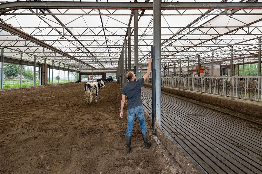 Koeien, zandbedden en urine als kunstmestvervanger. Voor De Vries is het een duurzame aanpak.