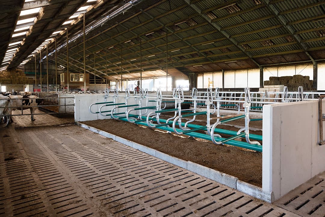 Achterin de stal bevindt zich een aparte ruimte voor de droge koeien. Juist hier investeerde Van Zessen in nieuwe flexibele boxen.