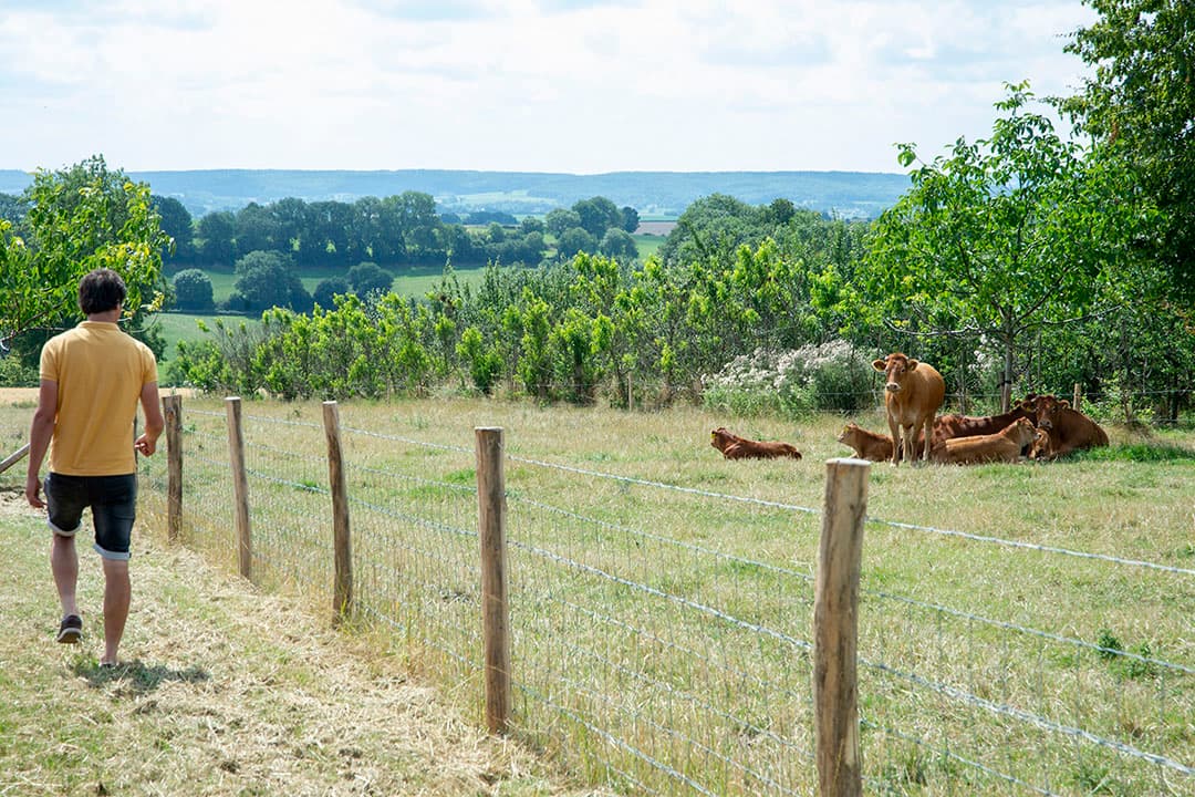Aan de achterkant van de Landwinkel heb je een mooi uitzicht op het 100 meter lager gelegen Geuldal. Hier loopt ook een klein deel van de Limousin-kudde.