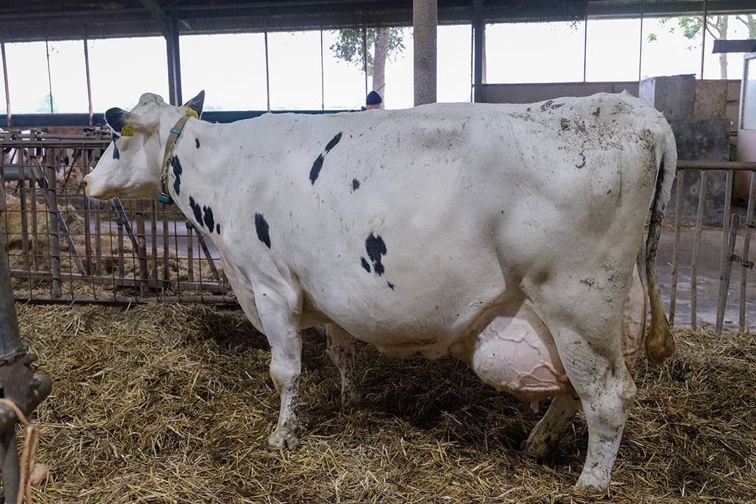 De favoriete koe van Luuk, een Torrer-dochter met 18.558 kilo melk met 4,07 % vet en 3,63 % eiwit in (ll) 386 dagen. Thijs heeft een stierkalf van haar aangehouden als potentiële dekstier voor de pinken in de toekomst.