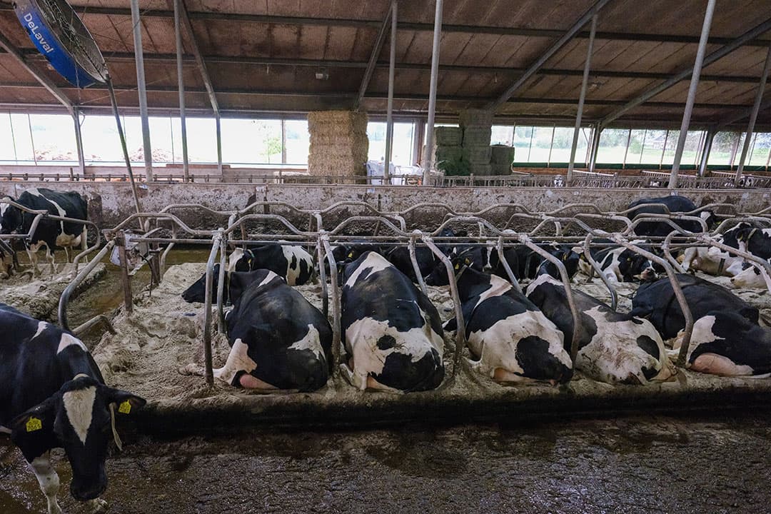 De koeien liggen in diepstrooiselboxen met zand. De boxbreedte is ondanks renovatie op 1.05 meter gebleven, maar de koeien liggen er prima in.