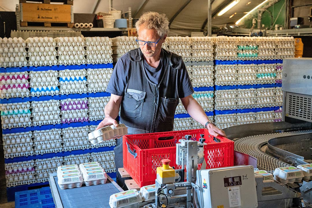 Den Boer levert wekelijks 25.000 eieren aan een klant in de regio. Met de Prinzen-inpakker worden doosjes automatisch gevuld.