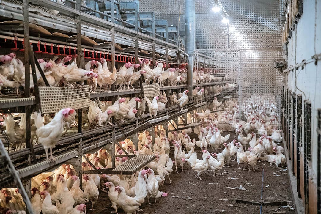 De kippen zijn 94 weken oud. Tijdens de ronde schakelde Vlastuin om van biologisch op scharrel.