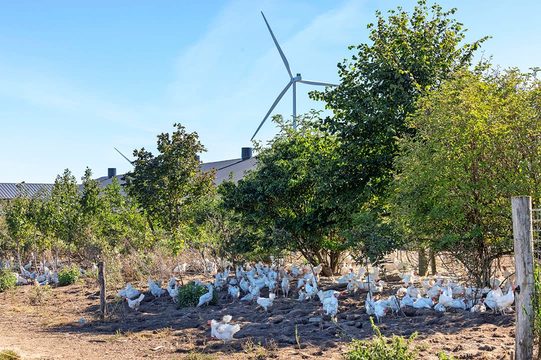 De pluimveehouders merken dat hun kippen in de smaak vallen bij vossen en buizerds. Ze vinden geregeld afgekloven kippenbotten.