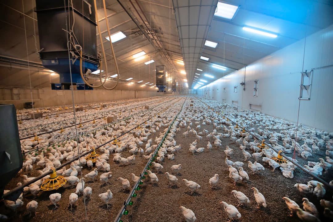 De stalbezetting wordt met Beter Leven-kuikens flink teruggeschroefd. Met bouwfase 2 wil Janssen zijn pluimveerechten optimaal benutten.