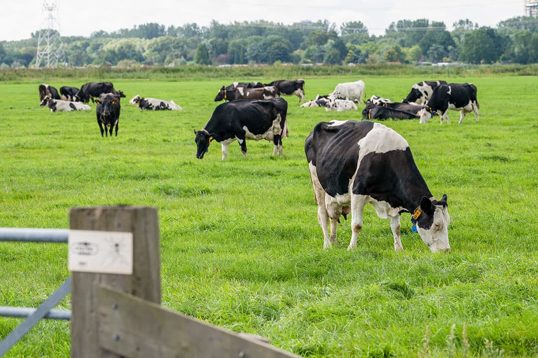 De hoogproductieve koeien van Arjan Zant krijgen weidegang. Het is een van de speerpunten bij Beter Leven. De helft van de 65 hectare beweidbare oppervlakte ligt achter de stal. De andere helft ligt over de weg.