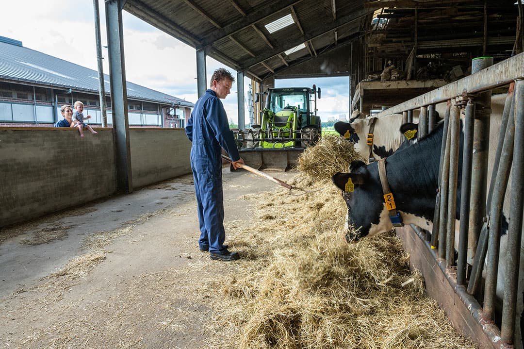 Uit de oude stal, waar nu het jongvee staat, is een flink deel van de zijwanden verwijderd. Het is niet alleen een regel van het keurmerk, maar Zant ervaart dat het er nu ook een stuk frisser is. - Foto's: Cor Salverius