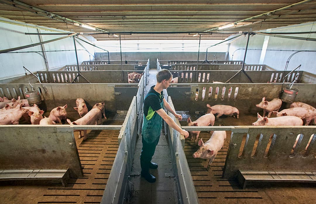 Met de nieuwe vleesvarkensstal heeft het familiebedrijf een gesloten varkensbedrijf op één locatie. - Foto's: Van Assendelft Fotografie