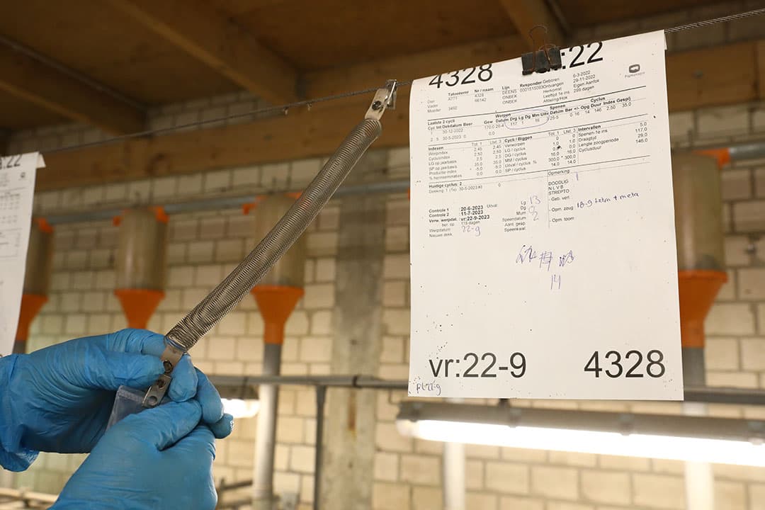 Op het zeugenbedrijf wordt met eigen aanfok gewerkt door middel van een rotatiekruising met TN70, Large White en Deens Landvarken.