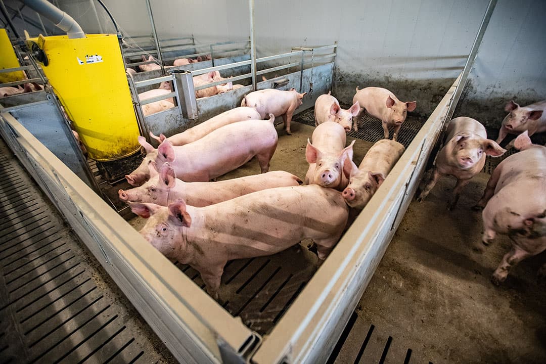 De TN70 x TN Tempo vleesvarkens worden zoveel mogelijk op geslacht, beren en gelten, opgelegd, maar krijgen hetzelfde rantsoen. Met gemiddeld 960 gram groei is Rientjes tevreden over de resultaten.