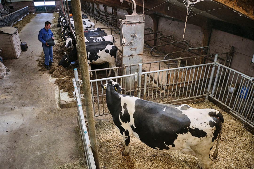 De droge koeien met rechtsonder het afkalfhok. De groep koeien is te klein om er elke dag een rantsoen voor te mengen. Daarom voert de veehouder hooi met brok.