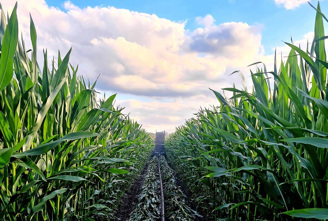 Kasper Huisman beregende vorig jaar 10,5 hectare mais. Op droogtegevoelige zandgrond levert dat een extra rendement van € 14.248 per jaar op. - Foto: Kasper Huisman