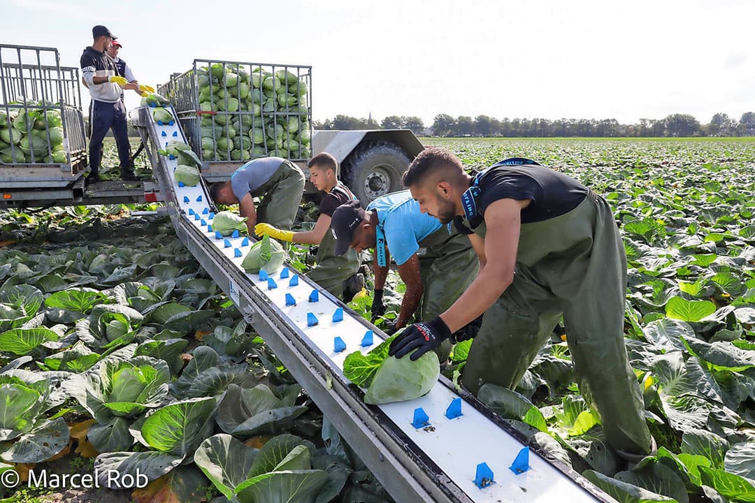 De oogst van spitskool gebeurt als de kolen tussen de 0,6 en 1,2 kilo zijn, naar de vraag van de afnemer. De kolen worden met de hand gesneden en in een krat gelegd. - Foto: Marcel Rob