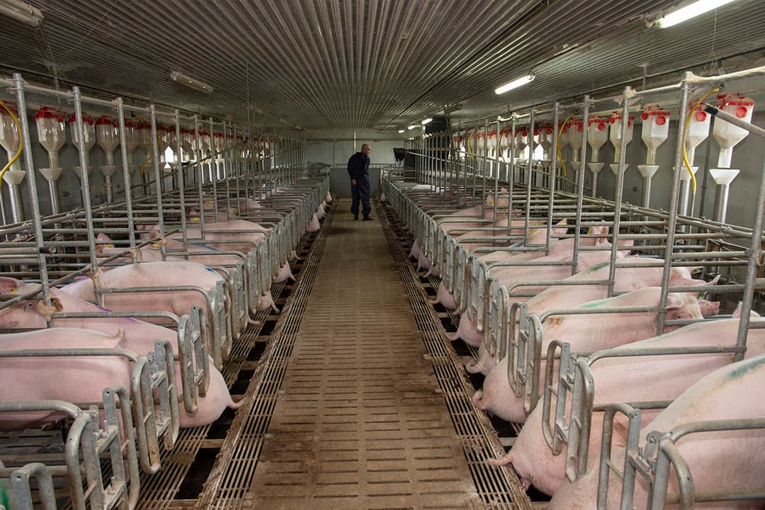 De zeugen in de dekstal. De dieren glimmen als spiegels.