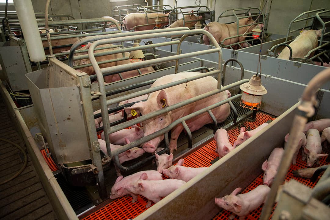 De zuigende biggen zien er vitaal uit en de tomen zijn uniform. Het aantal levend geboren zit op 15,72 per worp.