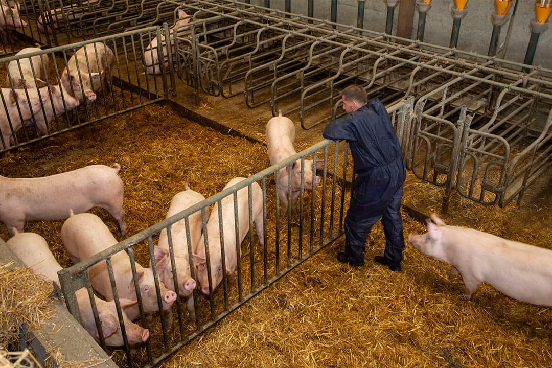 De drachtige zeugen zitten in een strostal. De dieren krijgen een rantsoen dat voor 75% uit gerst bestaat. - Foto's: Twan Wiermans
