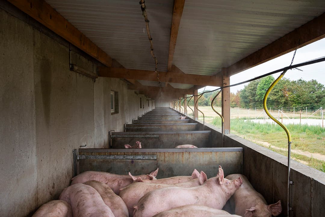 De slachtrijpe vleesvarkens blijven een halve dag in de afleverruimte voor die naar de slachterij gaan.