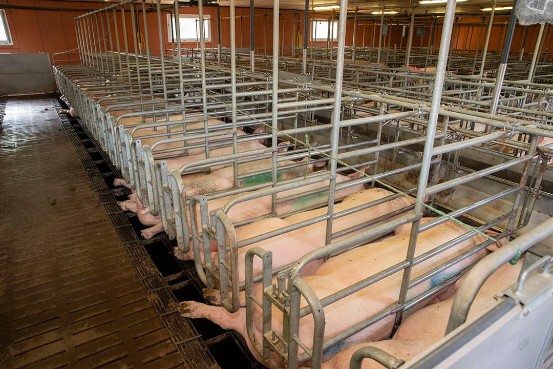 De eerste maand na inseminatie zitten de zeugen in voerligboxen, Frankrijk kent geen vijfdageneis.