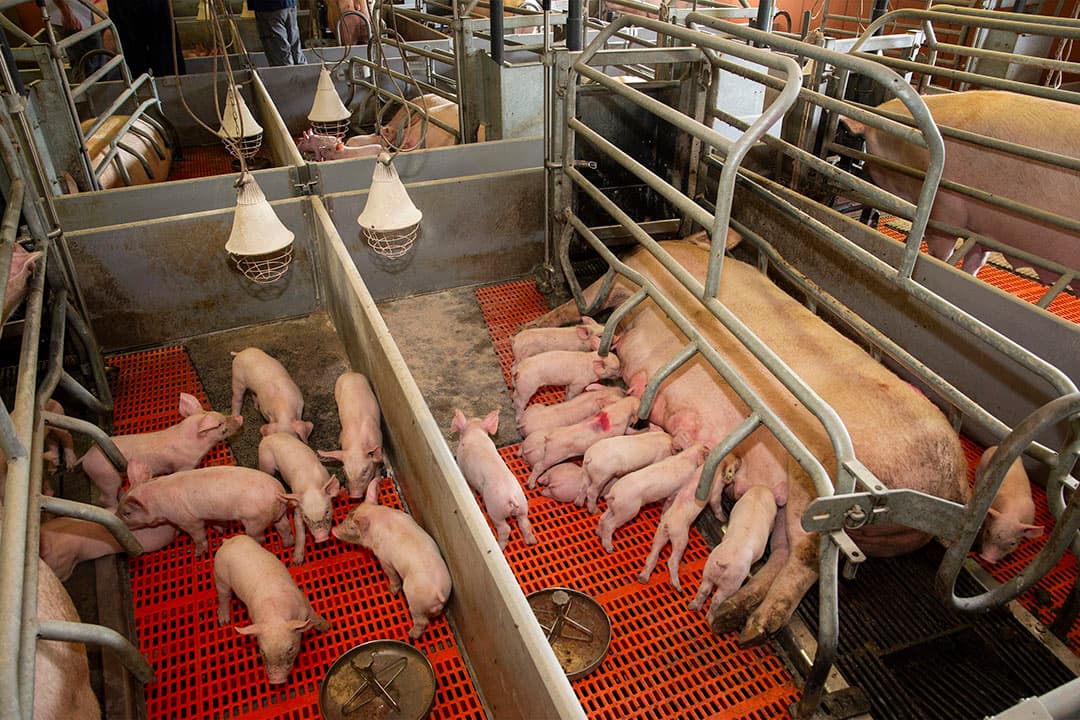 De zuigende biggen groeien als kool. Naast moedermelk krijgen ze volop prestarter aangeboden. SCEA de la ménardière is een bedrijf met 950 zeugen. - Foto's: Twan Wiermans