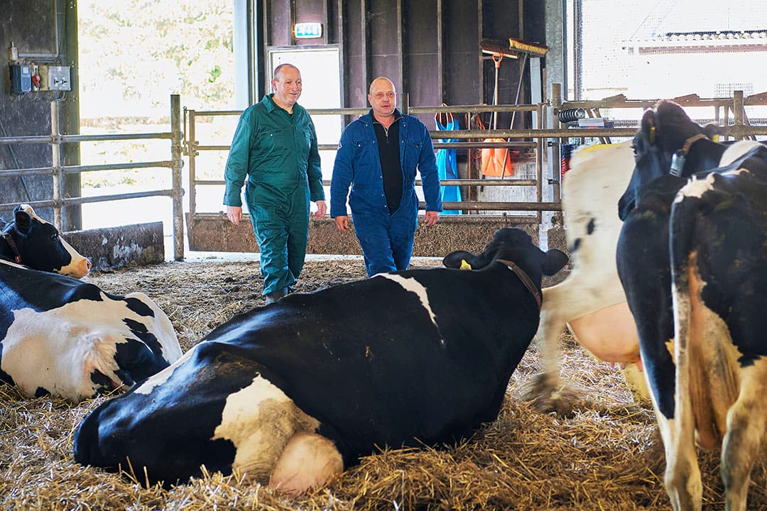 Paul Ondersteijn (rechts) laat sinds de zomer met regelmaat een aantal koeien onderzoeken om de transitie te volgen. Dat start met een wandeling door het strohok van de droge koeien.