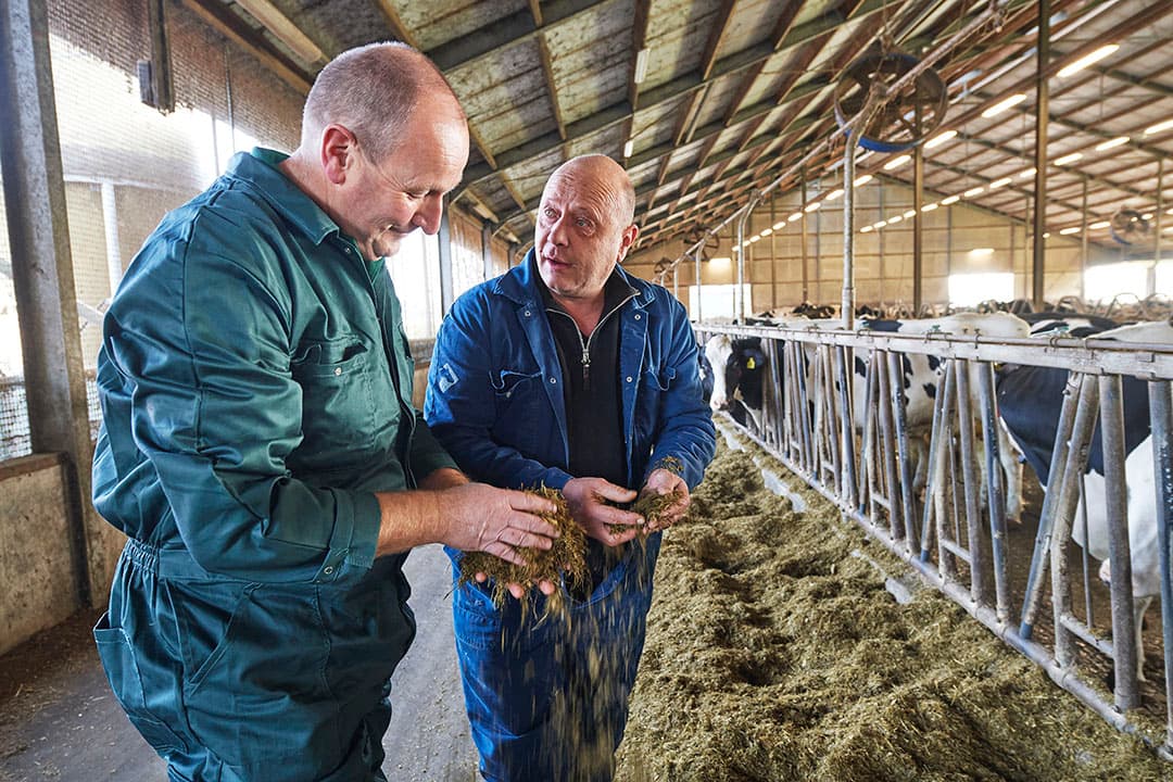 Het rantsoen is een van de bepalende factoren voor een geslaagde transitie, naast management en huisvesting.