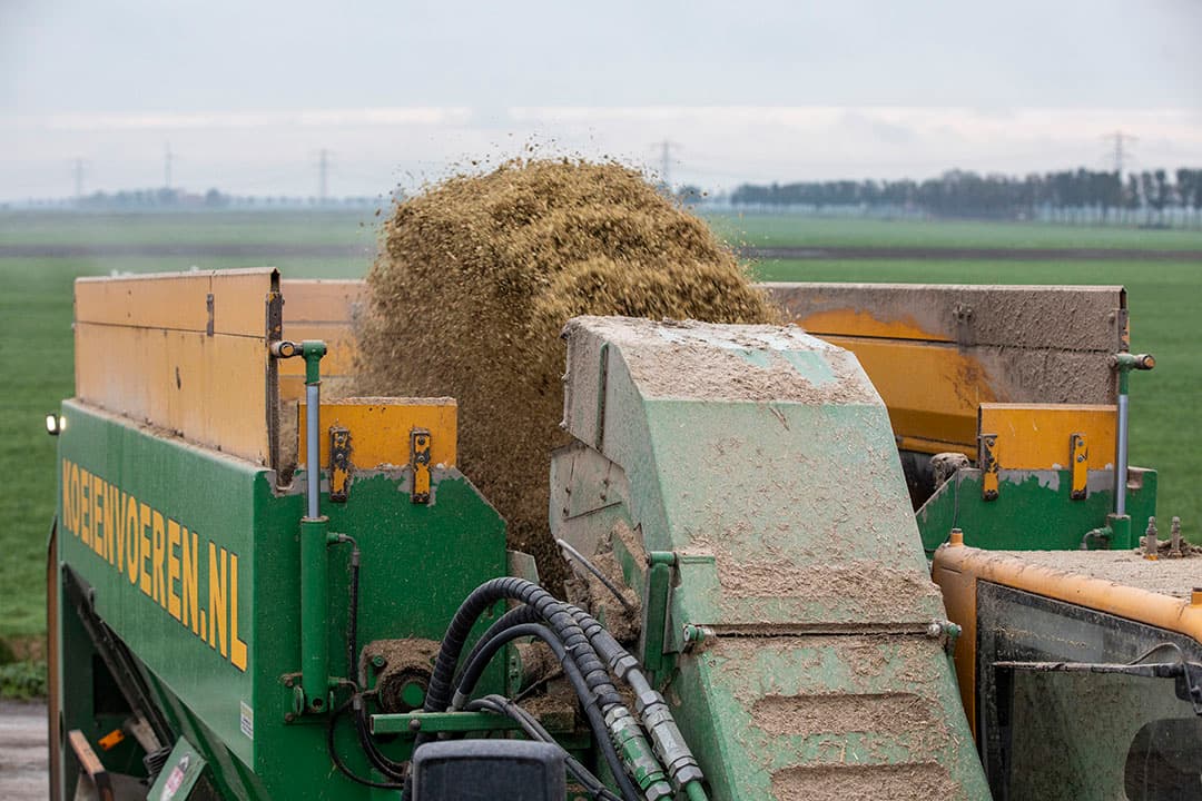 Het mengsel van snijmais en stokslabonen wordt via de frees in de voermengwagen geblazen.