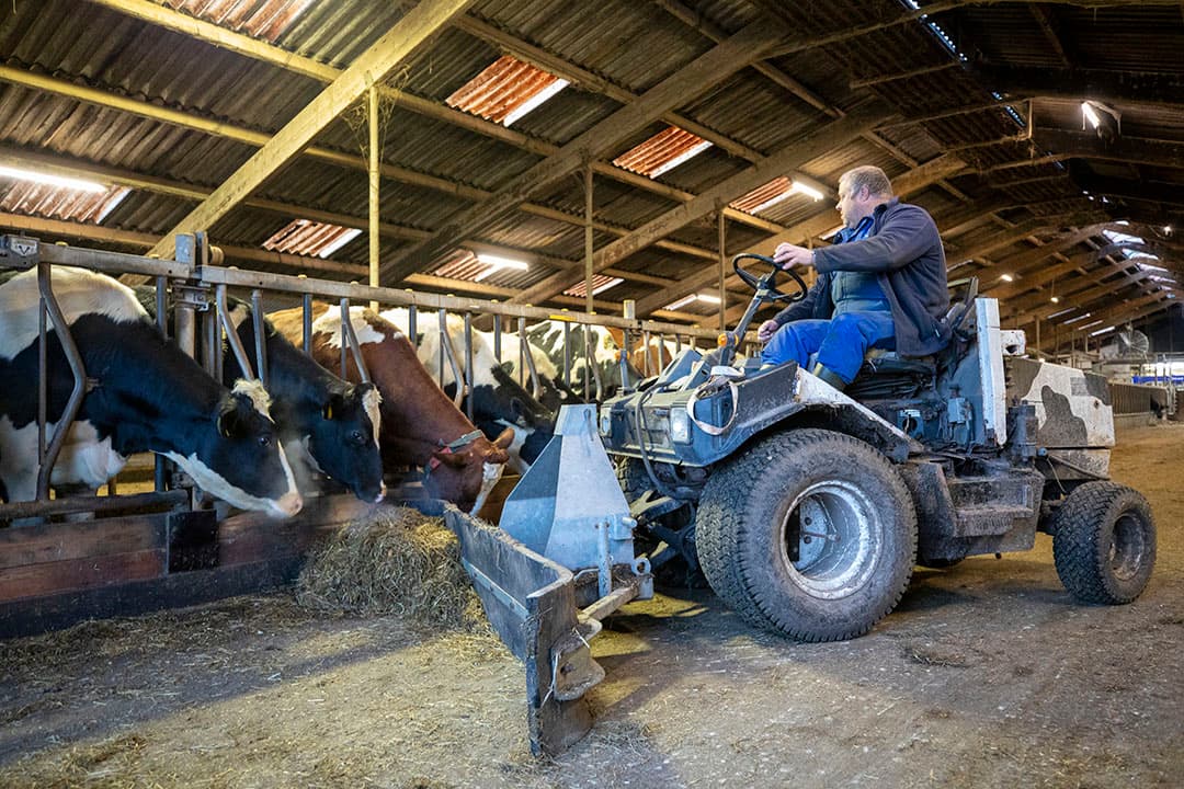 mengteelt van mais met stokslabonen