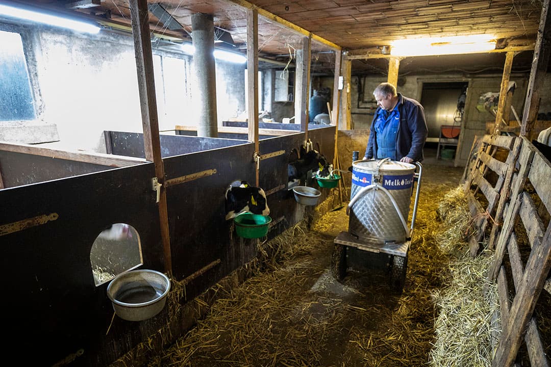 Het voeren van de jongste kalveren gaat gemakkelijk, ze krijgen melk via een melktaxi. Dat bespaart arbeidsuren, zodat Lenes ook tijd heeft voor loonwerk.