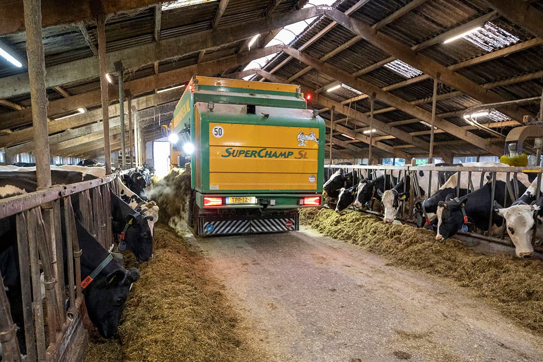 Het lossen van het gemengde rantsoen aan het voerhek. De basis bevat kuil, mais met stokbonen, bierbostel en raap.