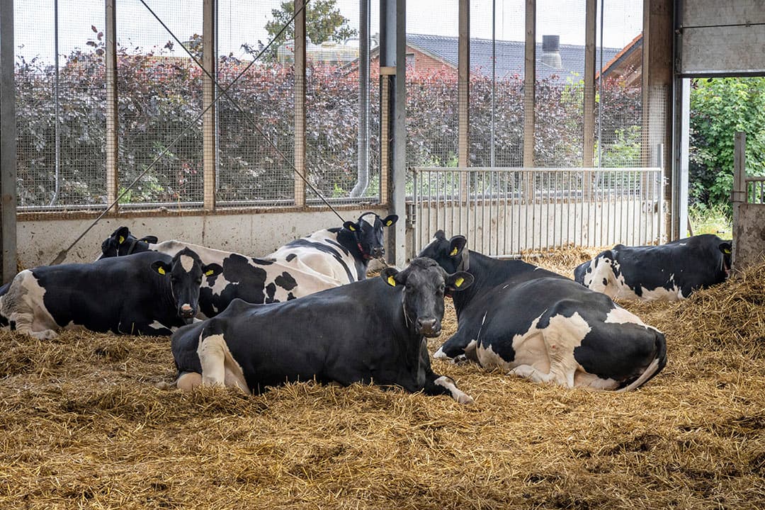 De droge koeien in de potstal, gebouwd in 2020. Door veel comfort en beweging kalven de koeien makkelijk af en starten ze goed op.