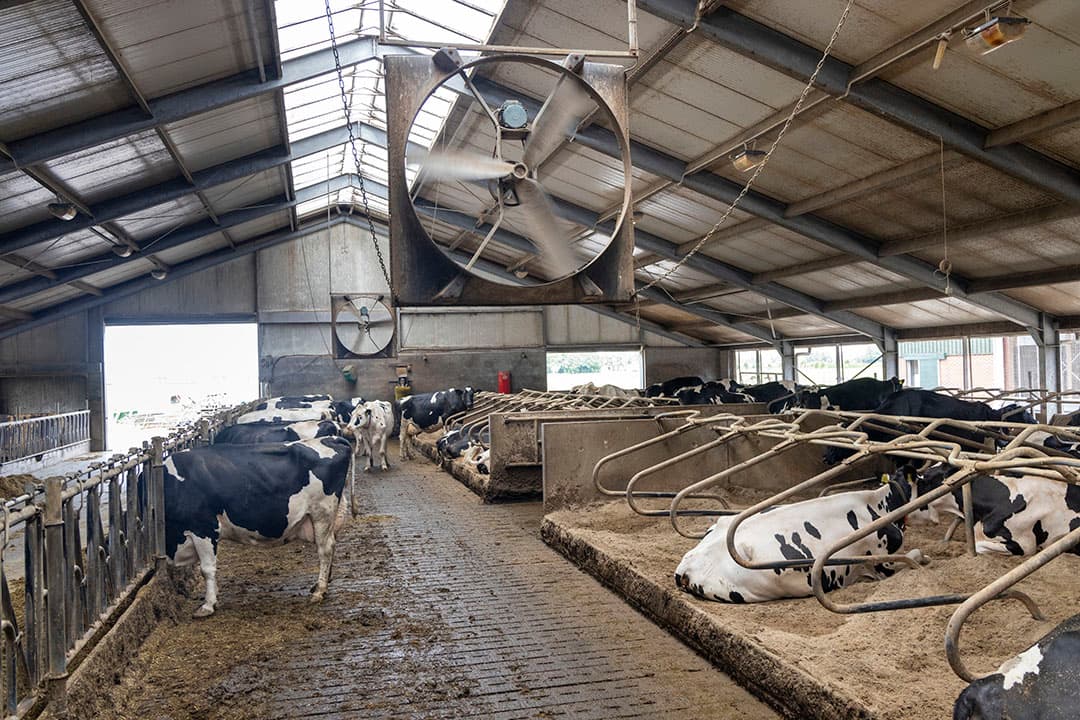 Het dak van de stal is geïsoleerd en vier ventilatoren in de lange, smalle stal zorgen voor een goed stalklimaat, ook op hete dagen.