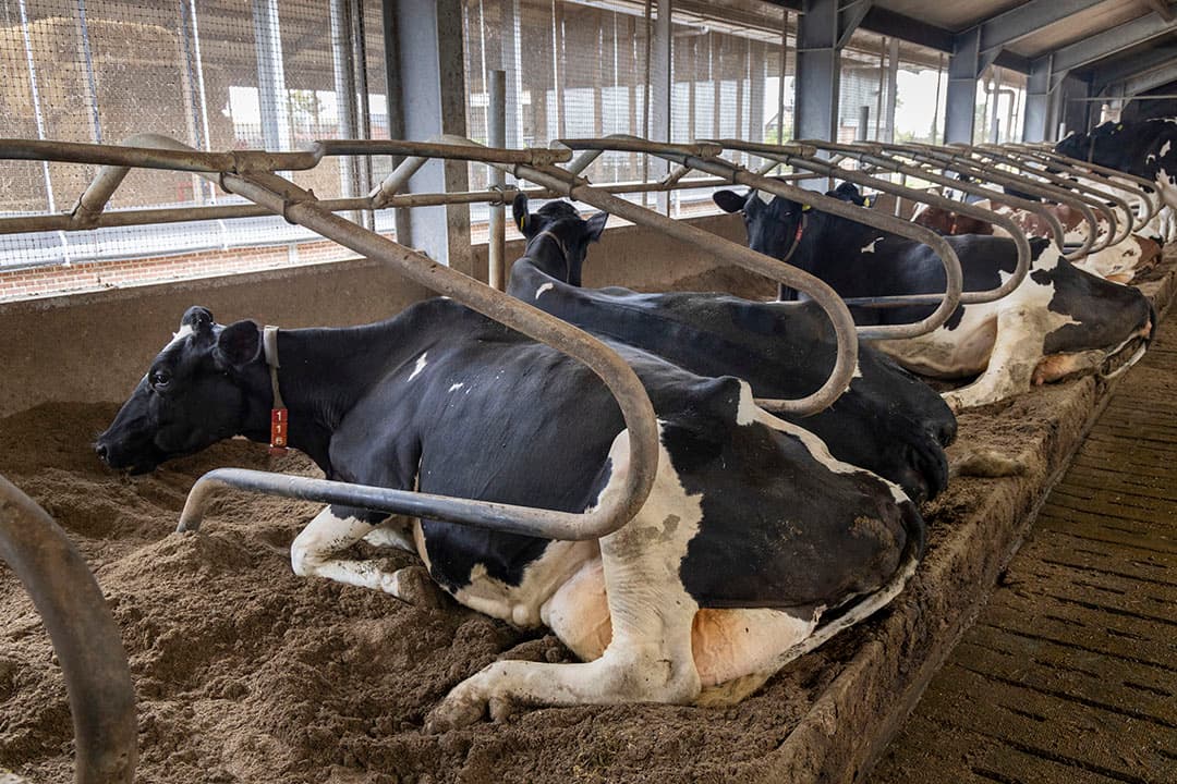 Het melkvee ligt comfortabel in diepstrooiselboxen. Kleimineralen in het vlas-kalkstrooisel zorgen dat de kalk niet te agressief is op de spenen.