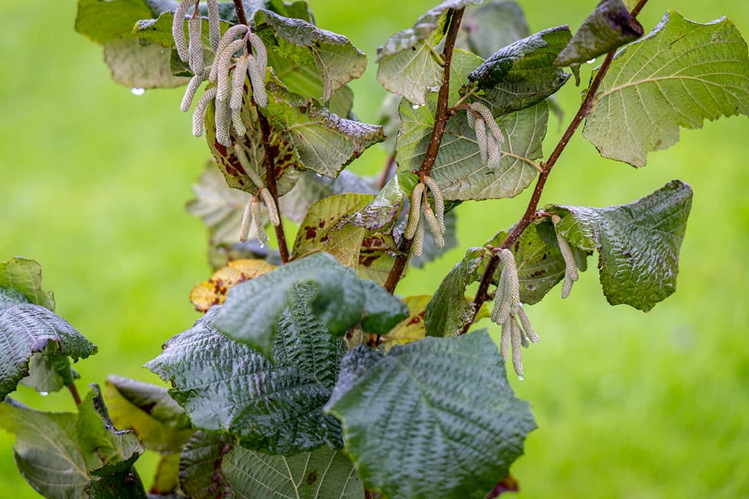 Hazelaar, struik geënt op boom onderstam. Om de naastliggende teelt niet te veel in de weg te zitten worden de struiken smal gehouden.