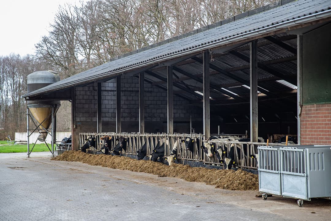 Het jongvee van Huisman is apart gehuisvest in een kapschuur met veel frisse lucht, naast de ligboxenstal voor het melkvee. - Foto: Ronald Hissink