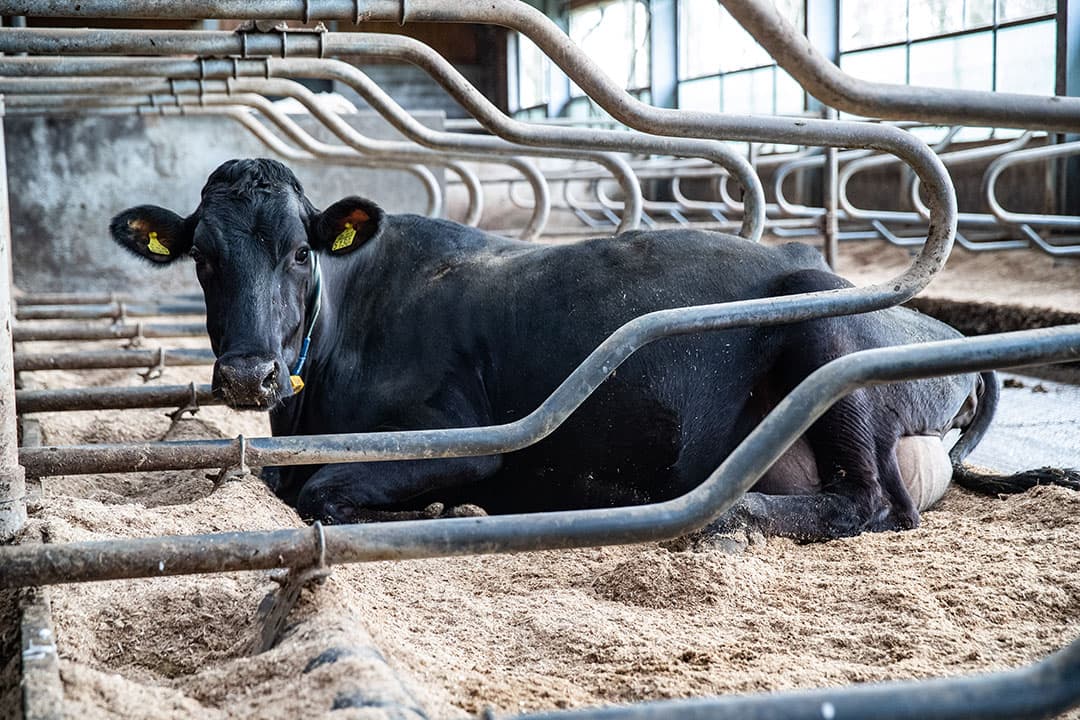 De koeien liggen comfortabel in diepstrooiselboxen ingestrooid met zaagsel. - Foto: Ronald Hissink
