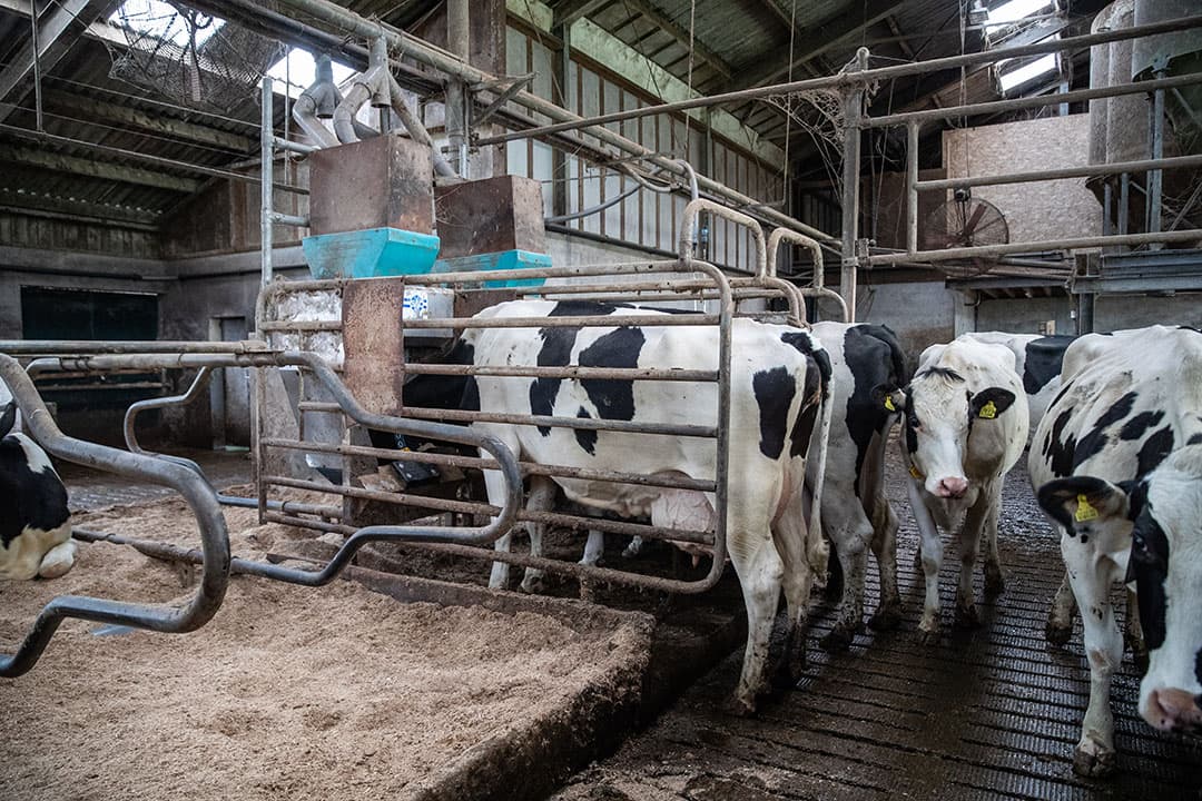 Er zijn vijf krachtvoerboxen, waarvan een voor de droge koeien. Die krijgen verder gras, hooi en wat mais. - Foto: Ronald Hissink