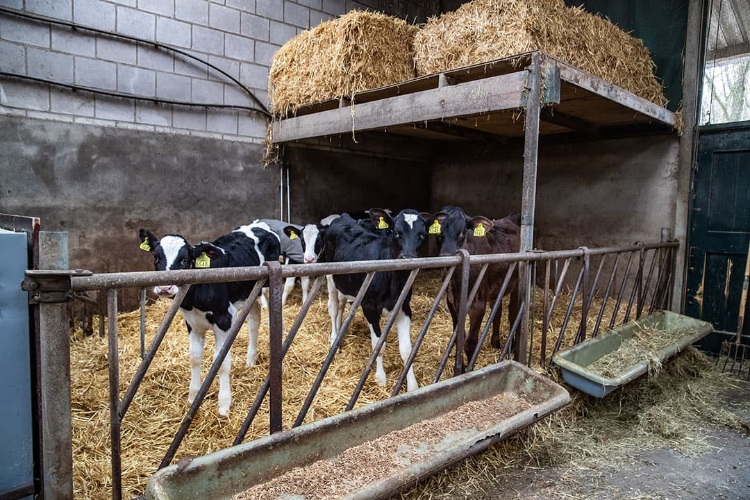 De jongste kalveren staan ook in de kapschuur in een tochtvrije beschutte ruimte, waarin ook de kalveriglo’s staan. - Foto: Ronald Hissink