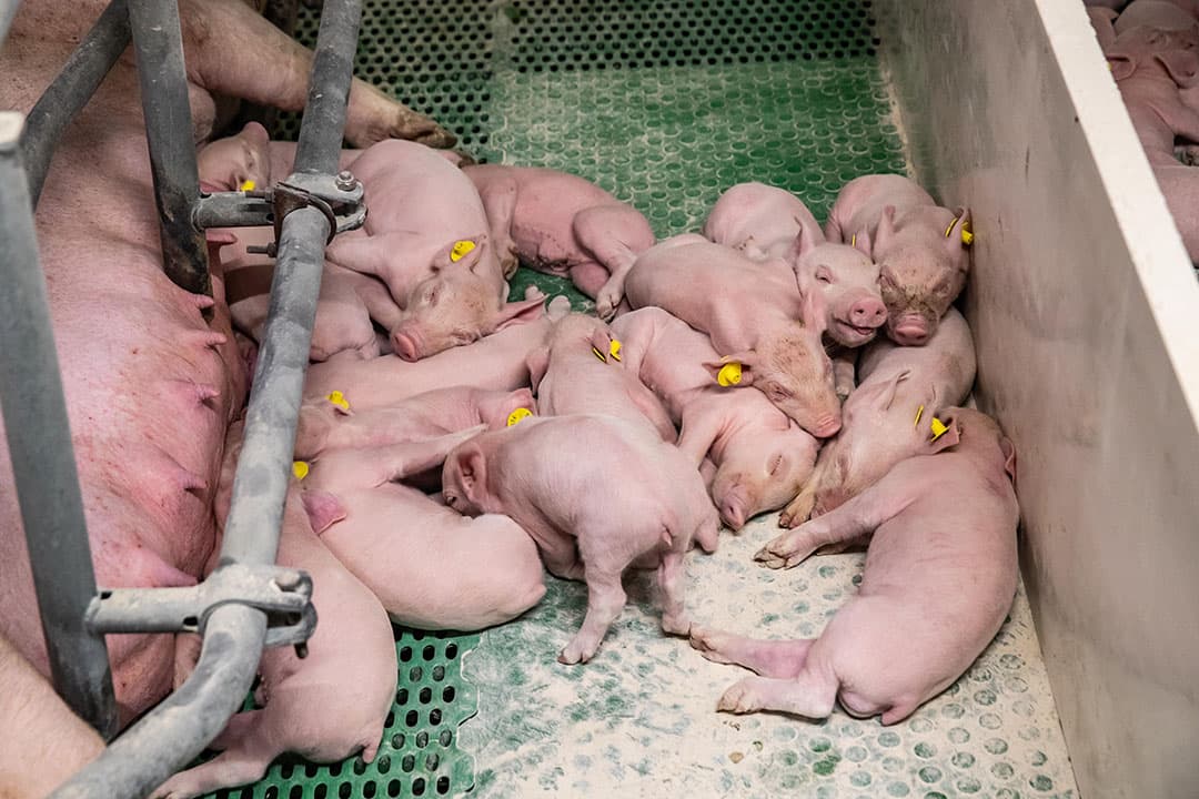 Bij de zeugen liggen minimaal vijftien biggen. Gespeend wordt op vier weken leeftijd.